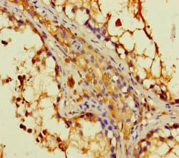 DAPL1 Antibody