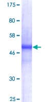 Human CD80 Protein (Recombinant GST)