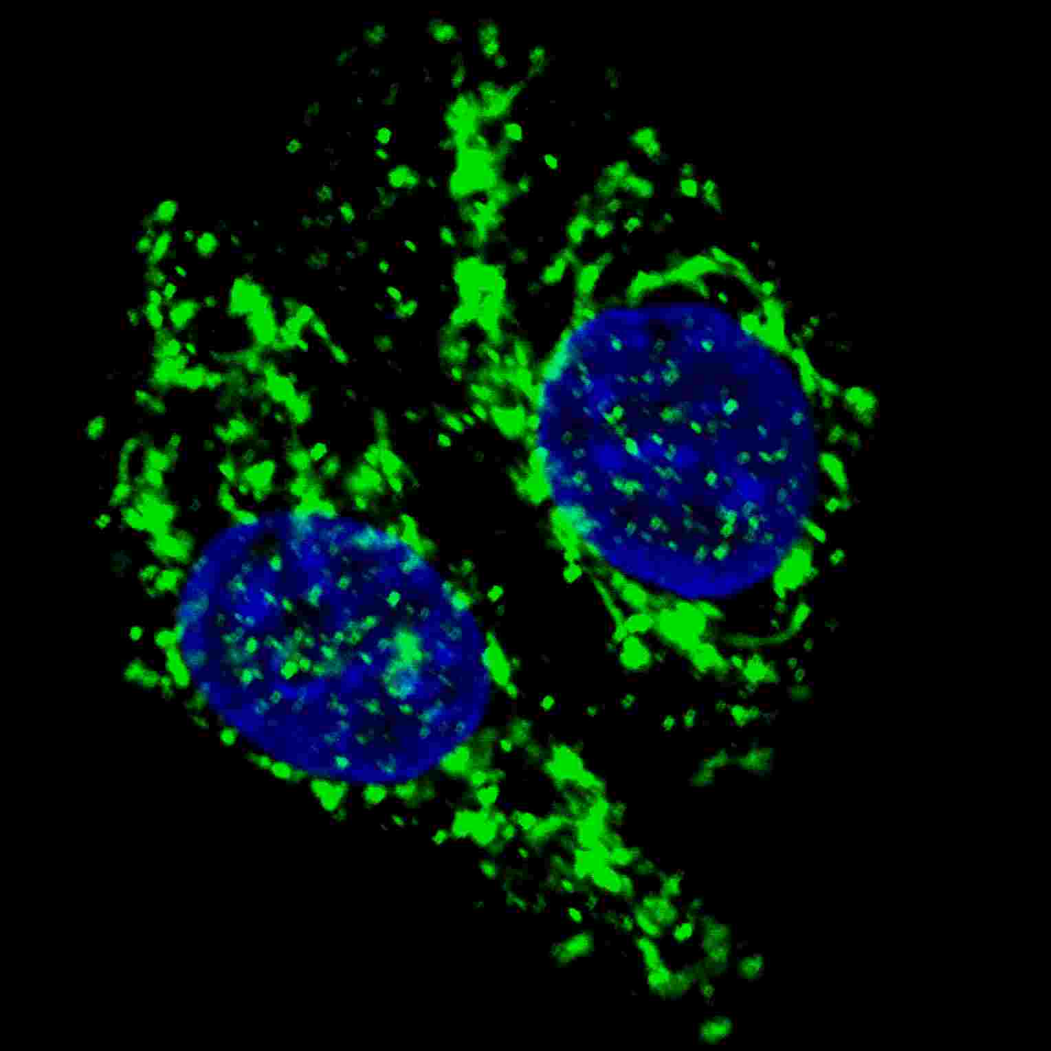 AIFM1 / AIF / PDCD8 Antibody (aa70-98)