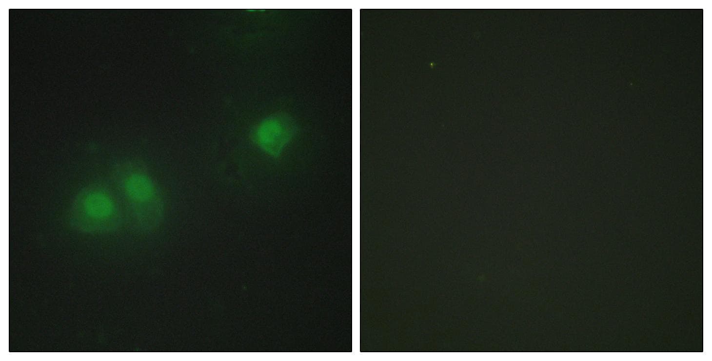 ELAVL4 / HuD Antibody