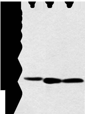NDUFB3 Antibody