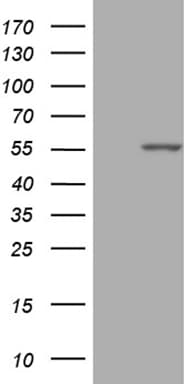 PPP1R36 / C14orf50 Antibody (clone OTI3B9)