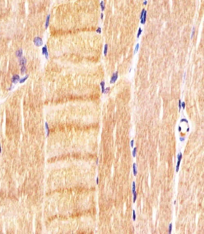 CDK5 Antibody (clone 1552CT262.105.8)