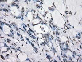 Monoclonal Mouse anti-Human PRKY Antibody (clone OTI4G7, Carrier-free, IHC, IF, WB)