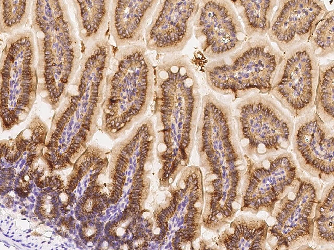Polyclonal Rabbit anti-Mouse CD71 / Transferrin Receptor Antibody (Preservative Free, IHC)