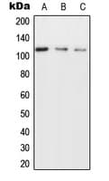 UBAP2L Antibody (Internal)