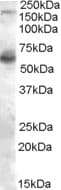 PathPlus™ NOS1 / nNOS Antibody (aa1457-1468)