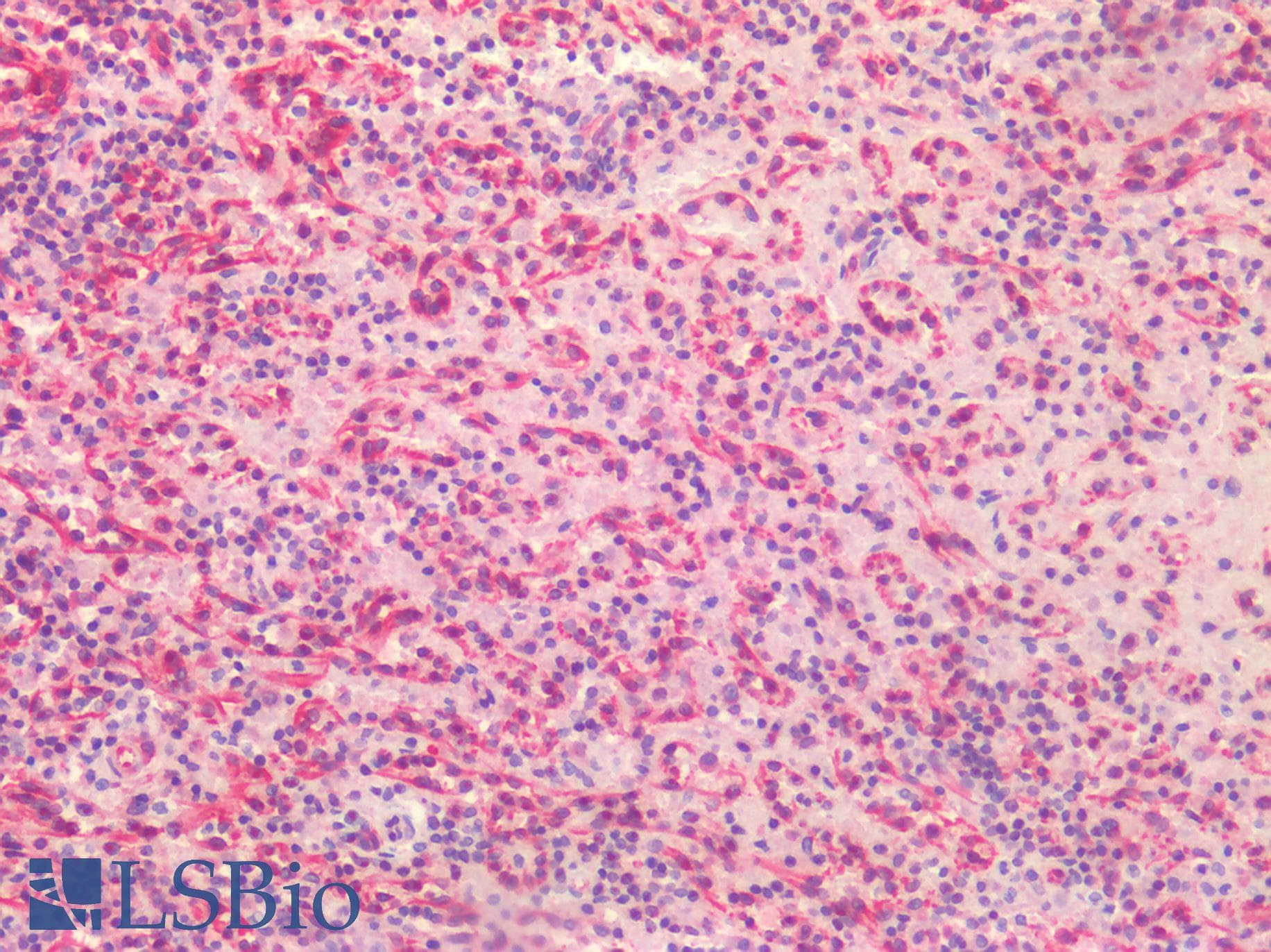 PathPlus™ Kinesin Heavy Chain / KIF5B Antibody (aa951-963)