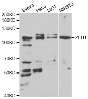 Polyclonal Rabbit anti-Human ZEB1 / AREB6 Antibody (IHC, IF, WB)