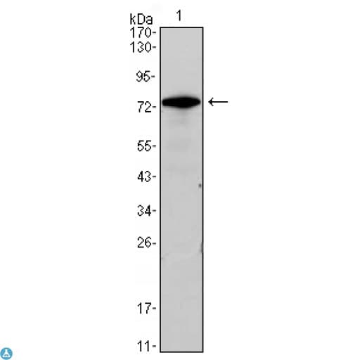 GATA3 Antibody