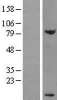 Human DPY30 Protein (Over-Expression Lysate Myc-DDK (Flag))
