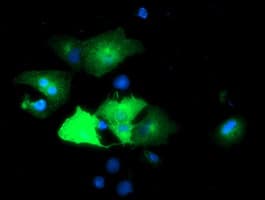 EPN2 Antibody (clone OTI1G3, Carrier-free)