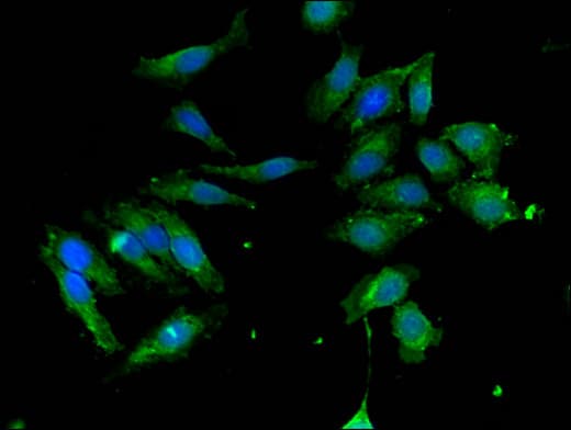 Polyclonal Rabbit anti-Human AUTL1 / ATG4C Antibody (IHC, IF)