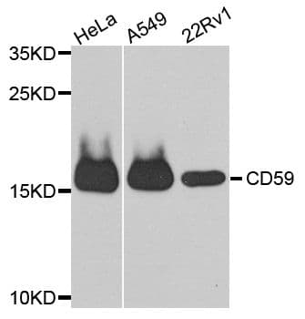 CD59 Antibody