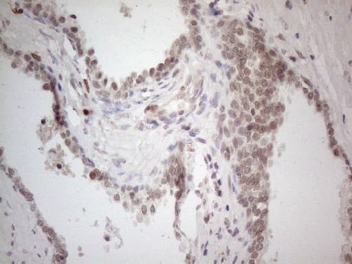 ANGPTL8 / Betatrophin Antibody (aa22-198, clone OTI1C6, Carrier-free)