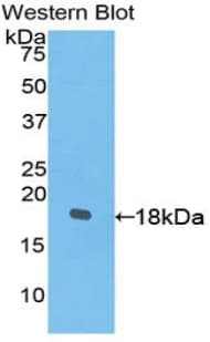 PDGF-CC Antibody (aa235-345)