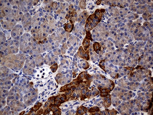 GRB10 Antibody (aa164-415, clone OTI5A6)
