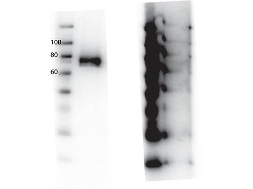 MST1R / RON Antibody (phospho-Tyr1360)