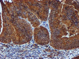 PDIA4 / ERP72 Antibody (clone OTI2B9)