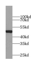 NDRG3 Antibody