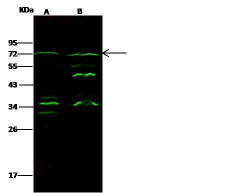 EPN3 Antibody (Preservative Free)
