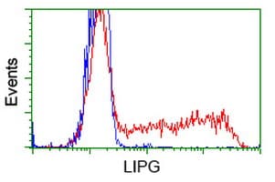 LIPG / Endothelial Lipase Antibody (clone OTI8F8)