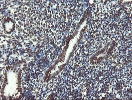 NONO / P54NRB Antibody (aa184-385, clone OTI5F1)