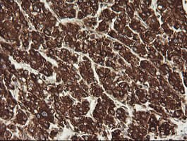 POGK Antibody (clone OTI2G8)