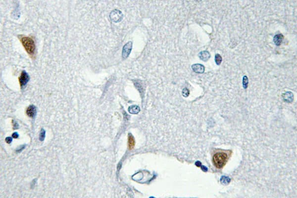 H2AFX / H2AX Antibody (phospho-Ser139)