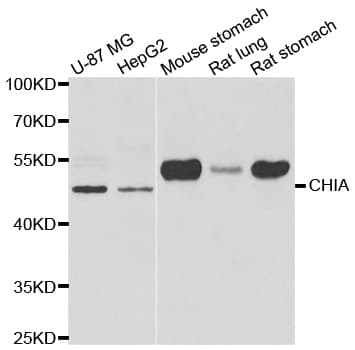 Polyclonal Rabbit anti-Human CHIA / Amcase Antibody (IHC, WB)