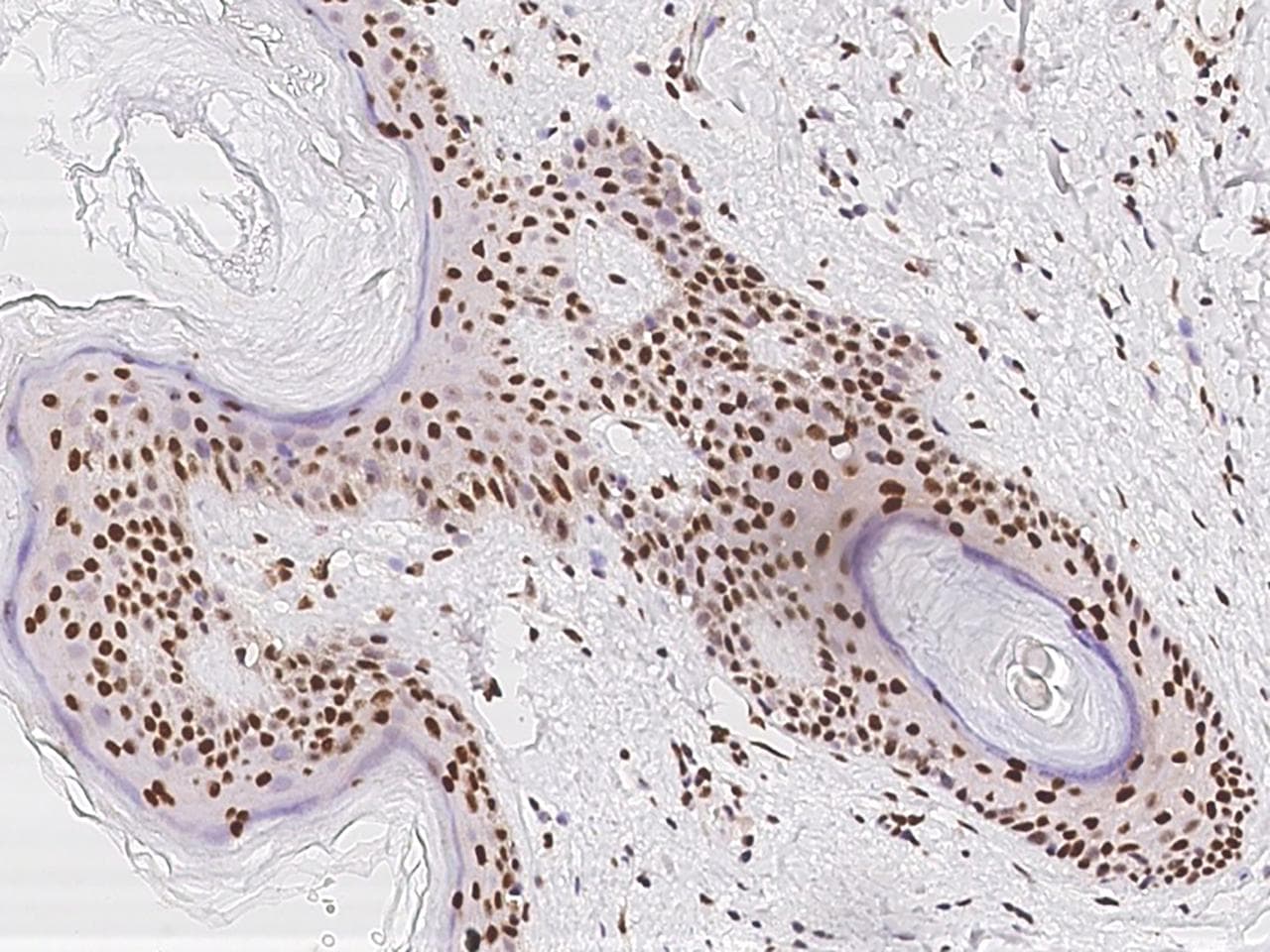 Polyclonal Rabbit anti-Human TMEM49 Antibody (IHC)