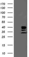 SSR1 Antibody (clone OTI 1B10)