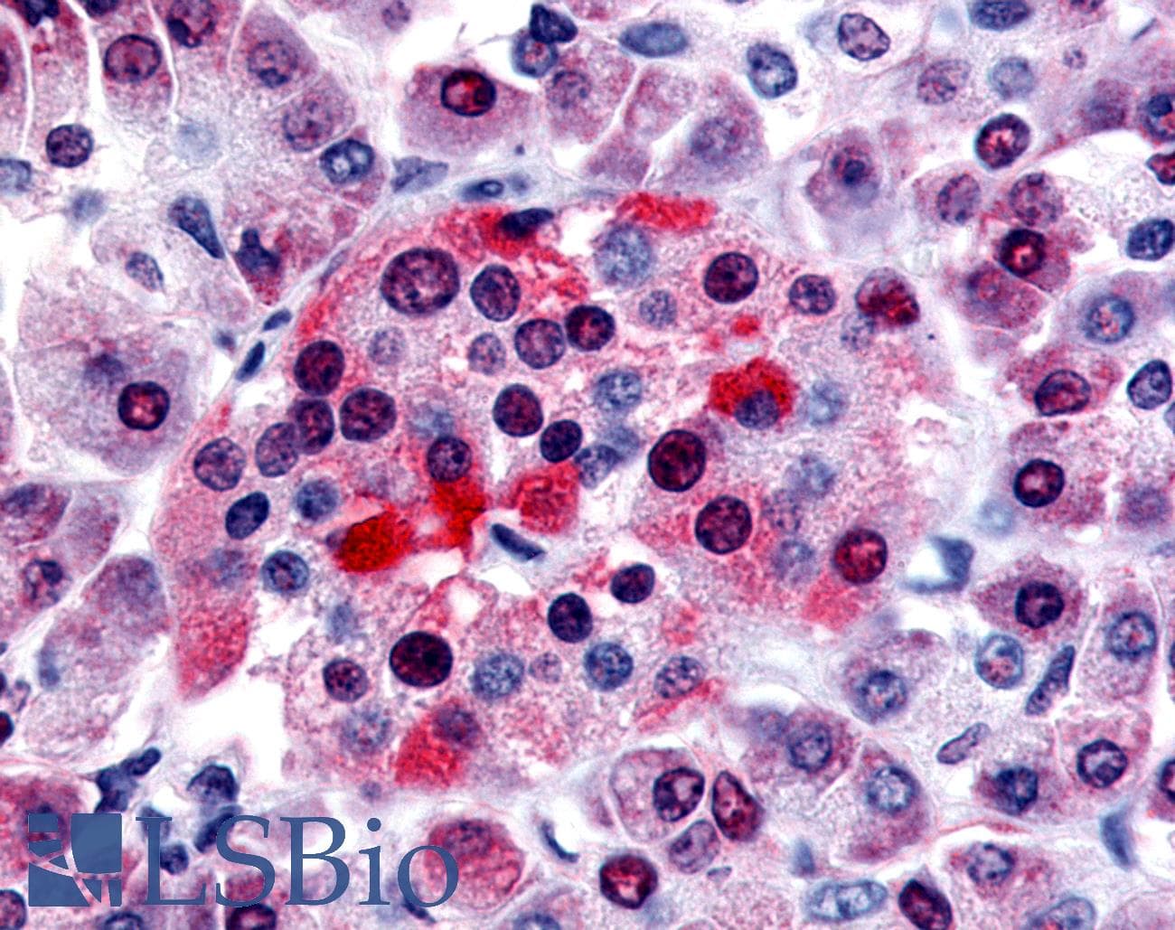 IHC-plus™ Polyclonal Rabbit anti-Human BRS3 Antibody (C-Terminus, IHC)