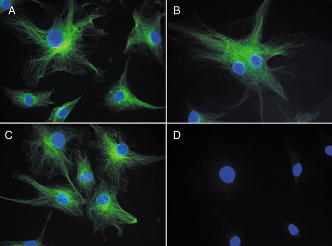 Alpha Tubulin Antibody (clone 236-10501)