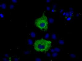 KSP32 / MIOX Antibody (clone OTI4G7, Carrier-free)