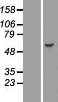 ISG54 / IFIT2 Protein (Over-Expression Lysate Myc-DDK (Flag))