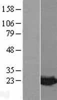 MDP-1 Protein (Over-Expression Lysate Myc-DDK (Flag))