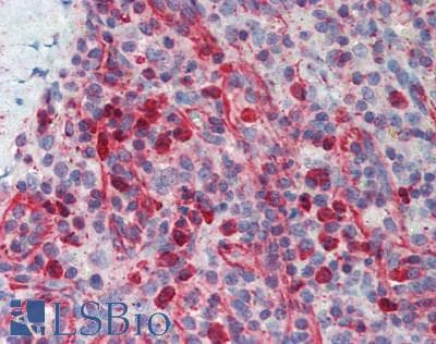 PLA2G2D Antibody (aa20-134)