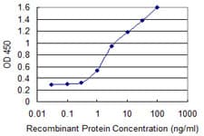 Monoclonal Mouse anti-Human ALPI / Alkaline Phosphatase Antibody (clone 3A8, WB)