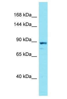 NUGGC Antibody (aa620-669)