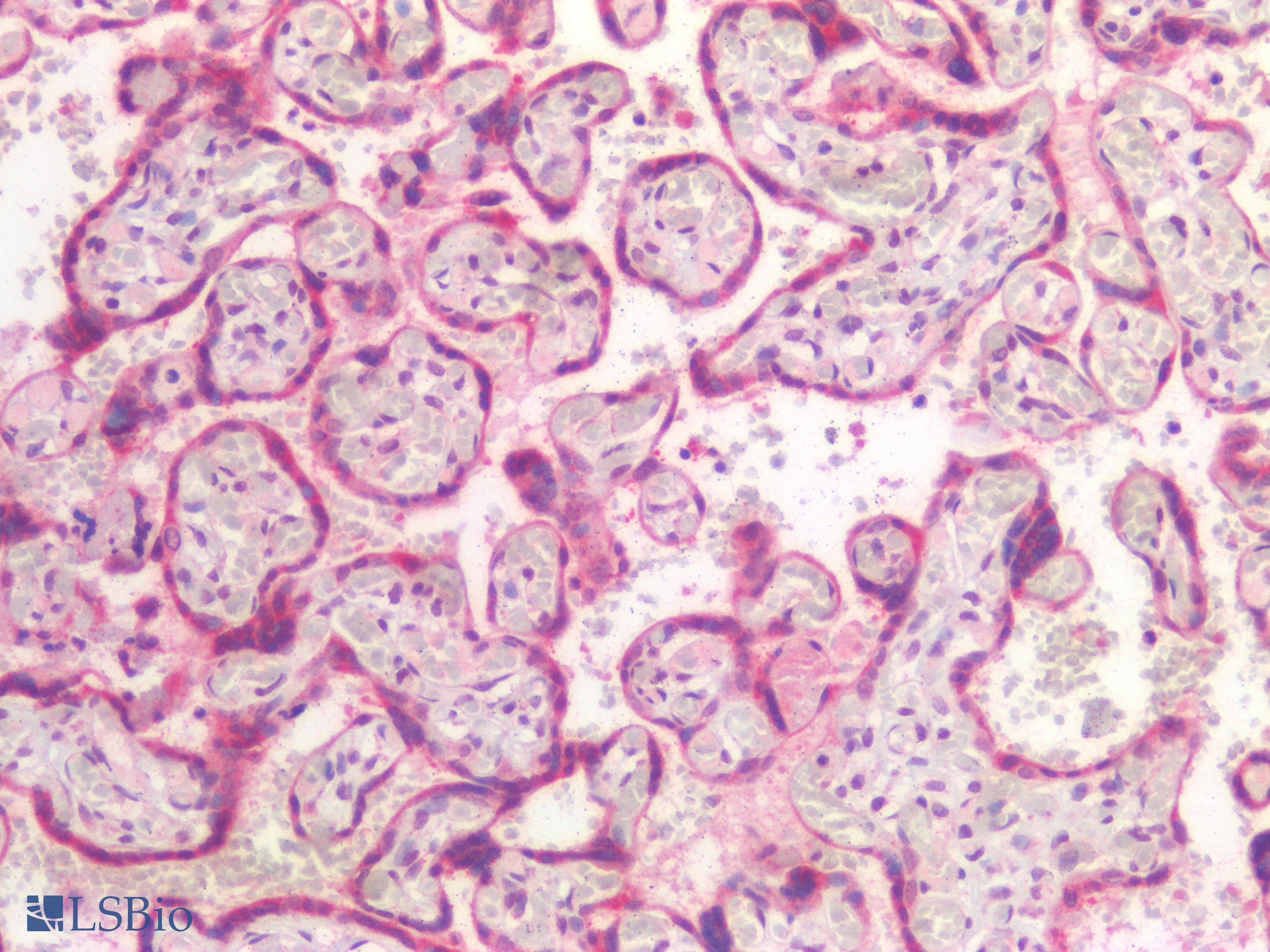 PathPlus™ USP19 Antibody