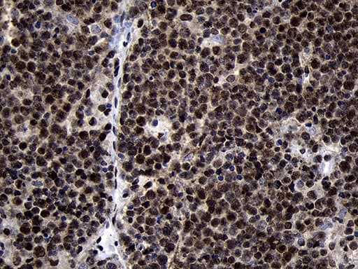 HOXC4 Antibody (clone OTI2D5, Carrier-free)
