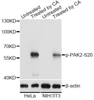 PAK2 Antibody (phospho-Ser20)