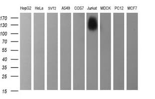 CD45 / LCA Antibody (clone OTI3C8)