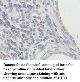 NPHS1 / Nephrin Antibody