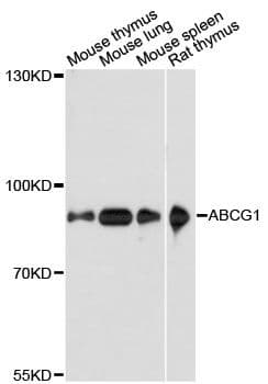 ABCG1 Antibody