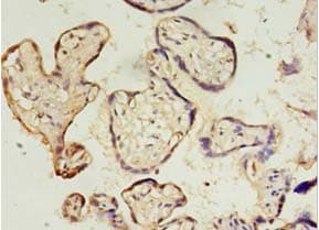 DPPA4 Antibody