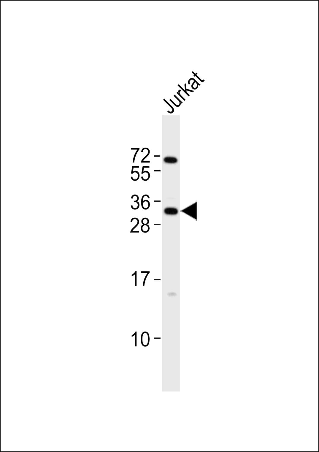 Polyclonal Rabbit anti-Human SARNP / Hcc-1 / CIP29 Antibody (WB)