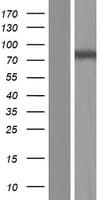 Human DTNA / Dystrobrevin Alpha Protein (Over-Expression Lysate Myc-DDK (Flag))