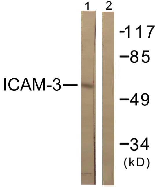 ICAM3 / CD50 Antibody (aa484-533)